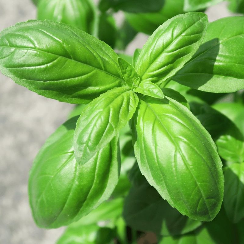 Basil