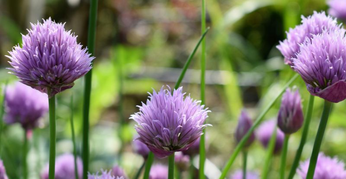 chives