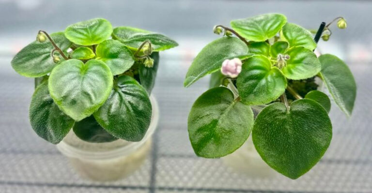 african violet propagation
