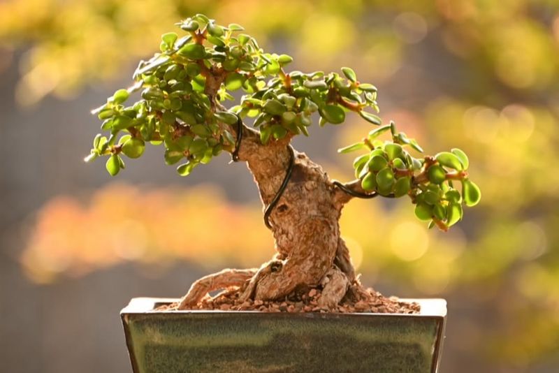 Jade Plant