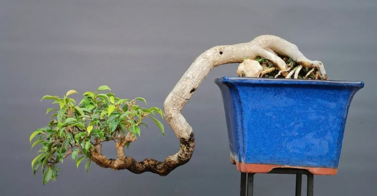 8 Easy Indoor Plants That Can Become Bonsai In Washington Homes