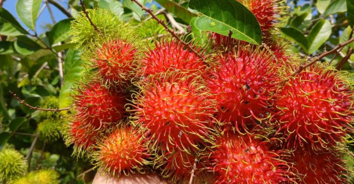 rambutan