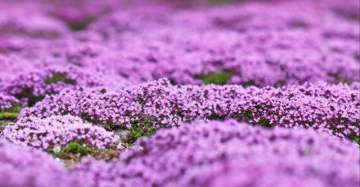 Creeping Thyme
