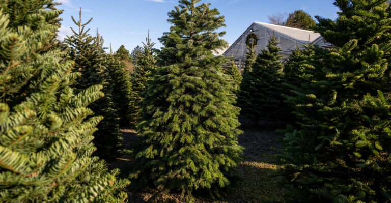 fir trees (featured image)