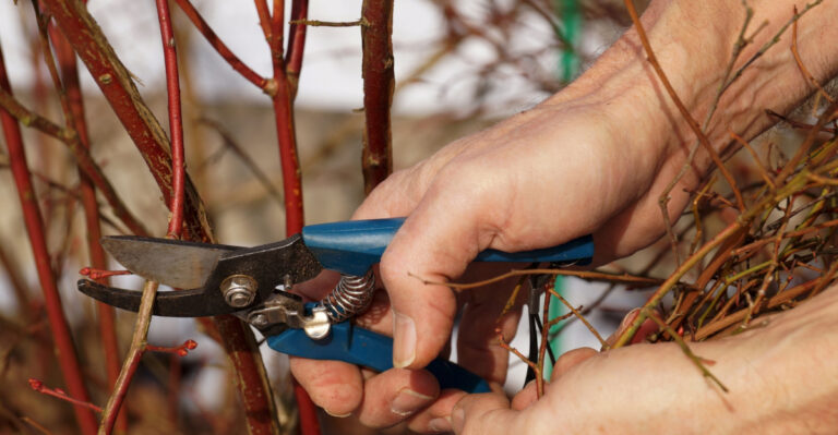 pruning shrubs (featured image)