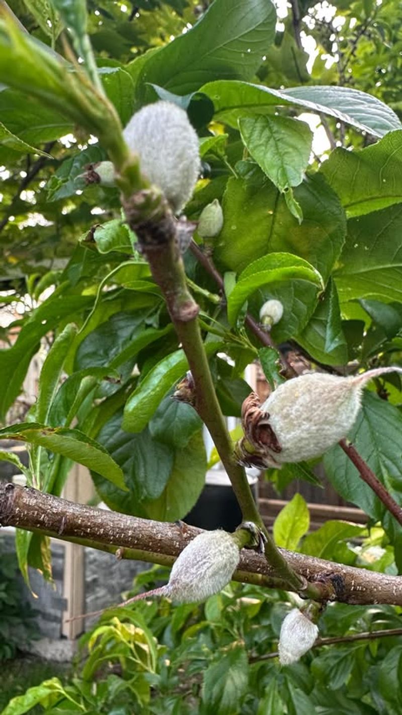 Thin Fruit Early To Reduce Stress On Trees