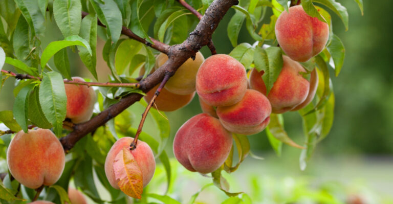 peach tree (featured image)