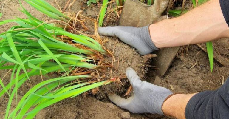 transplanting perennials
