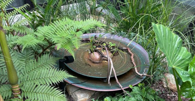 garden (featured image)