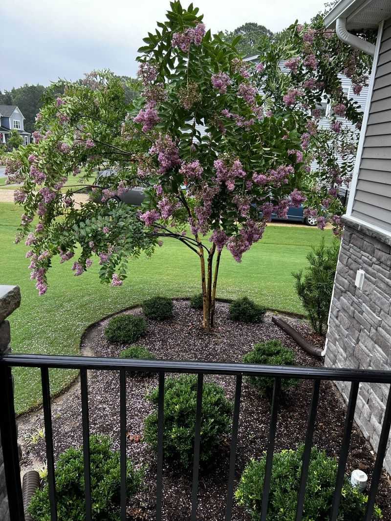 Crape Myrtle