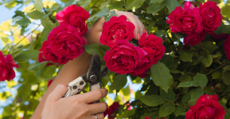 pruning roses (featured image)