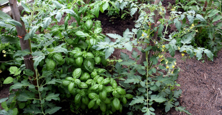 tomatoes and basil (featured image)