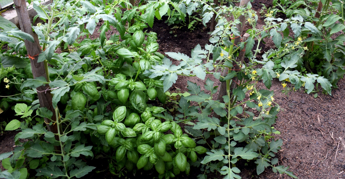 tomatoes and basil (featured image)