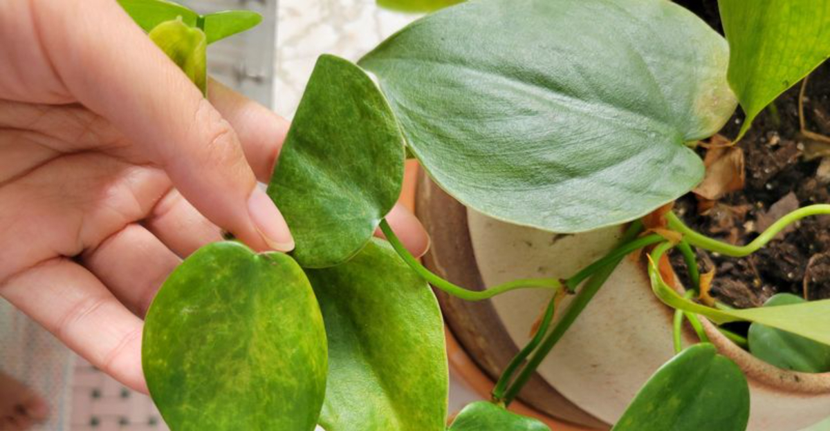 8 Houseplant Mistakes Illinois Gardeners Keep Making In January