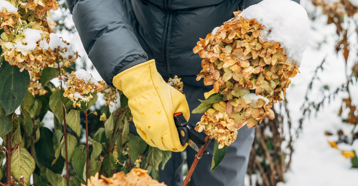 pruning hydrangea (featured image)