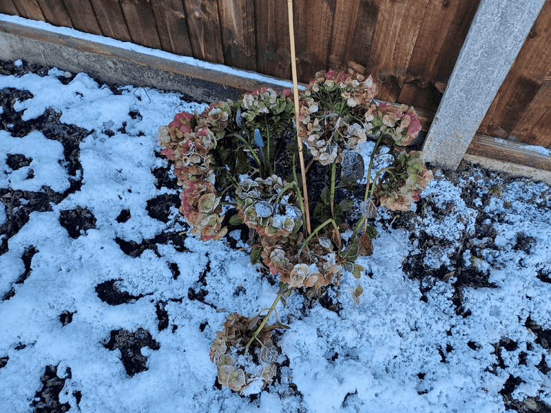 Check For Winter Damage After Cold Snaps