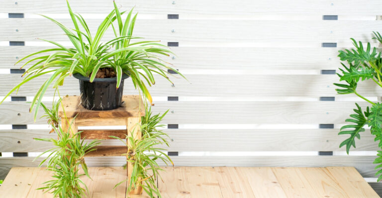 spider plant (featured image)