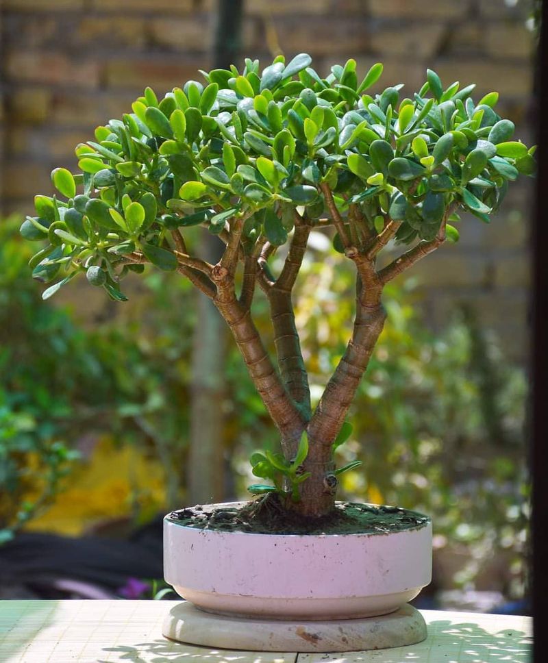 Jade Plant (Crassula Ovata)