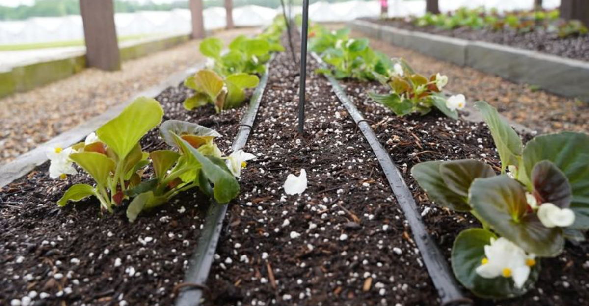 8 Lazy Gardening Hacks For Busy Homeowners In North Carolina