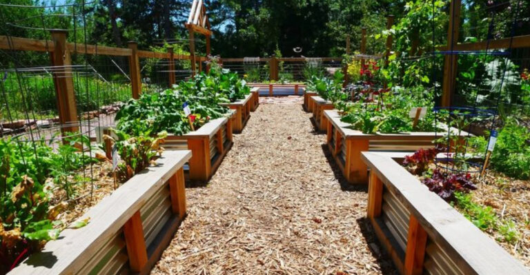 raised garden beds