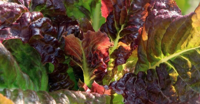 leaf lettuce
