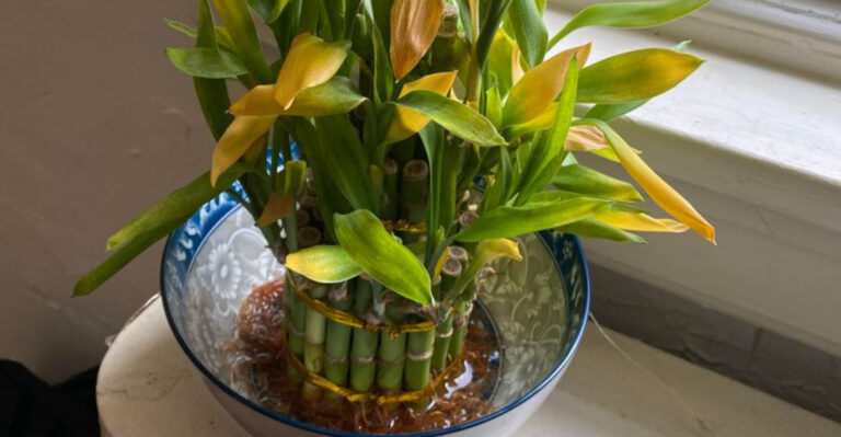 yellow leaves bamboo