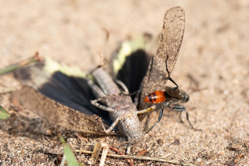 Removing Leaf Litter Before Pollinators Emerge