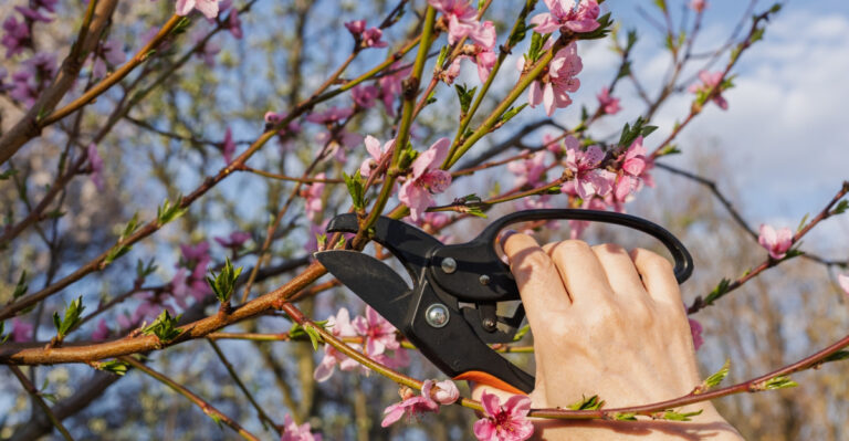 pruning tree (featured image)