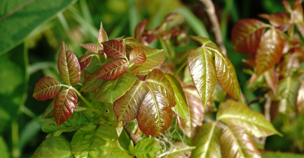 plant (featured image)