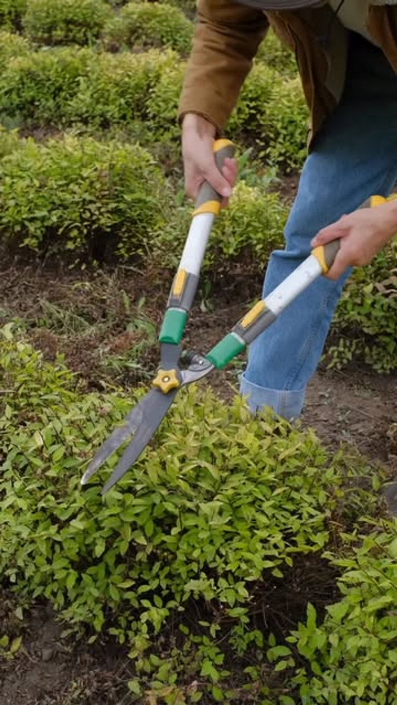 Pruning Spring-Flowering Shrubs