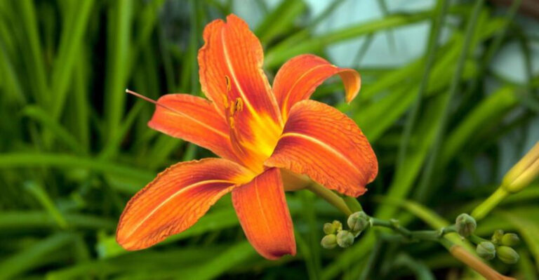 Daylily