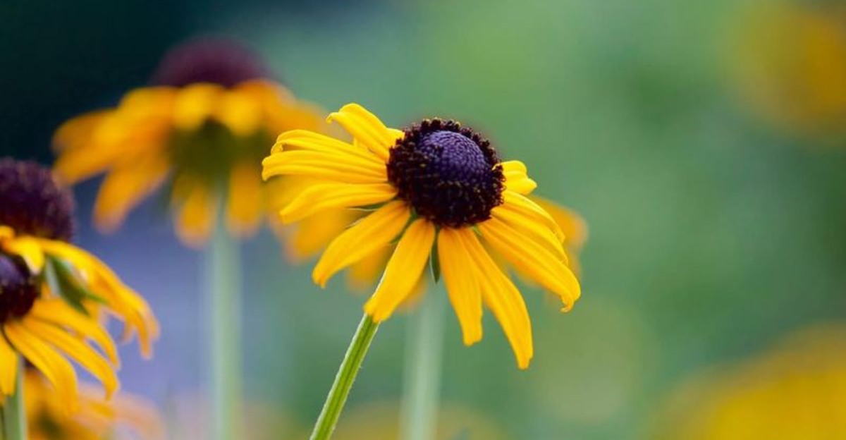 Black-Eyed Susan