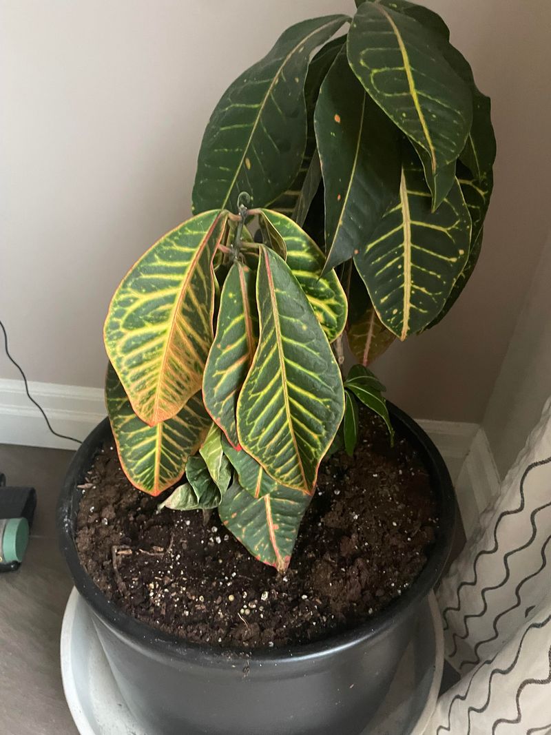 Leaves Dropping After A Sudden Temperature Change