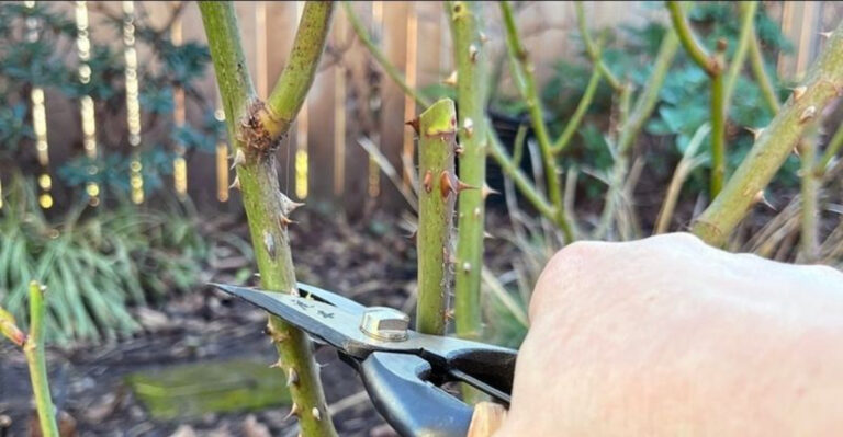 rose winter pruning