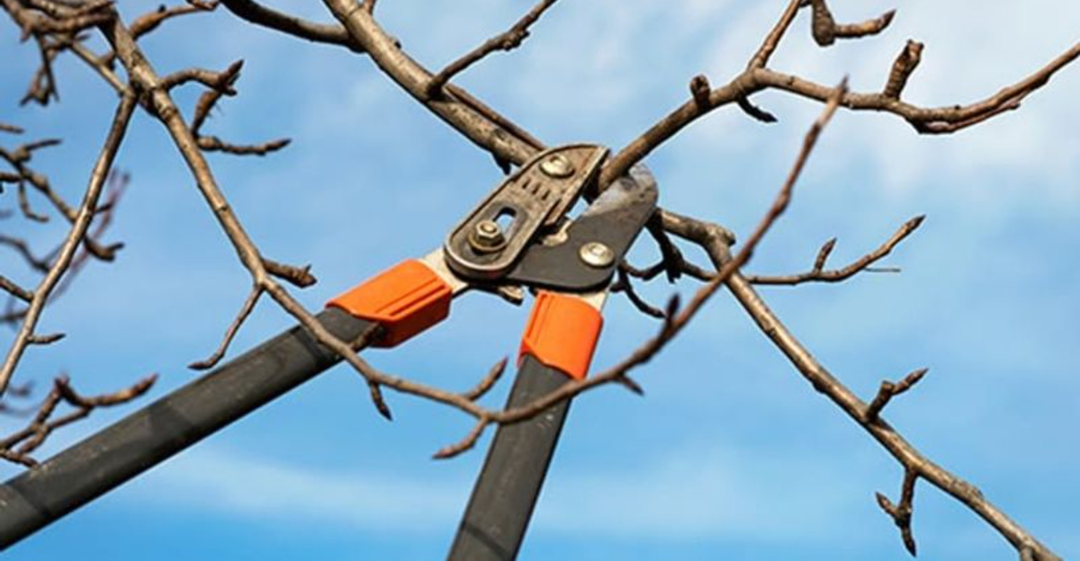 8 Plants Georgia Gardeners Should Prune In January