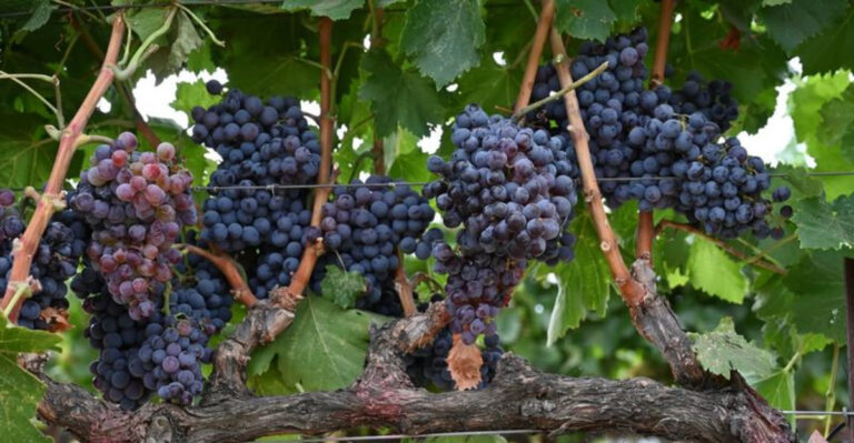 grapes (featured image)
