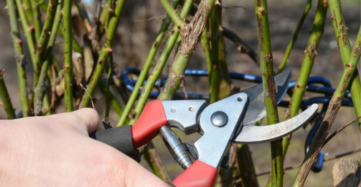 8 Plants South Carolina Gardeners Should Prune In January