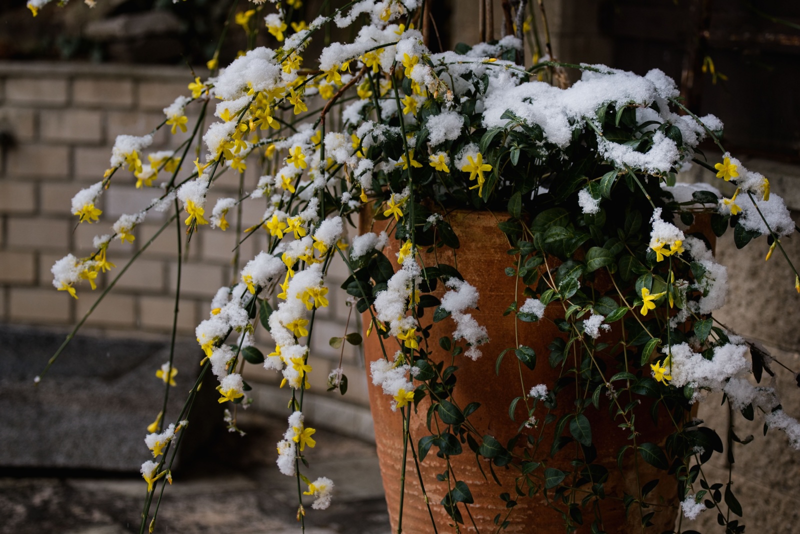 8 Plants That Handle Oregon&rsquo;s Cool And Wet Winters With Ease