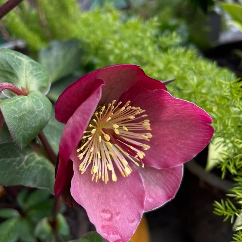 Hellebores