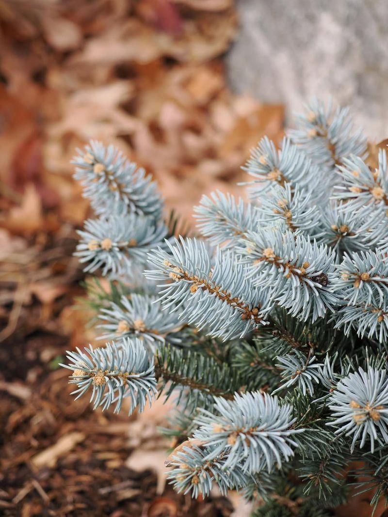 Blue Spruce