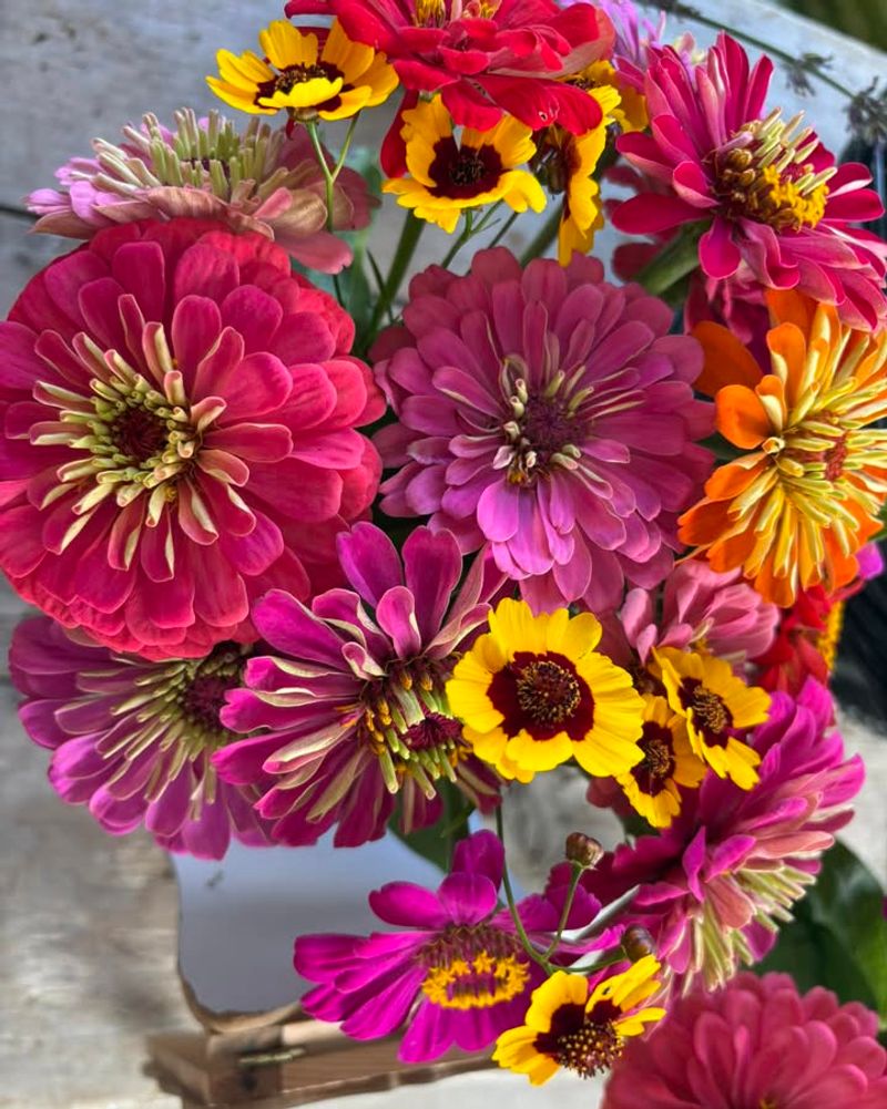 Zinnias