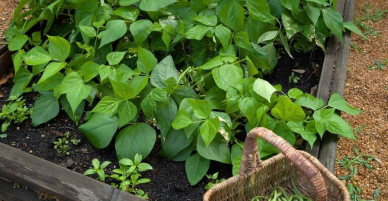 bush beans raised bed
