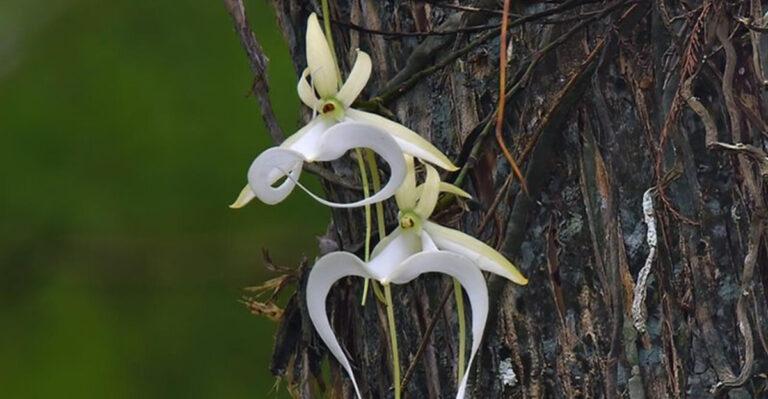ghost orchid