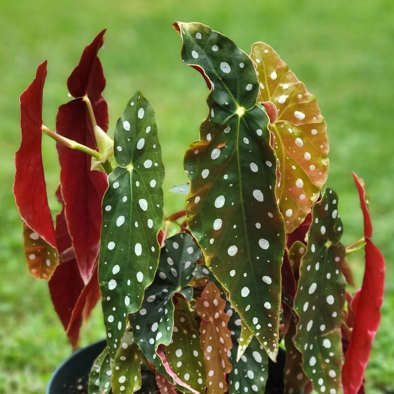 Begonia Maculata (Polka Dot Begonia)