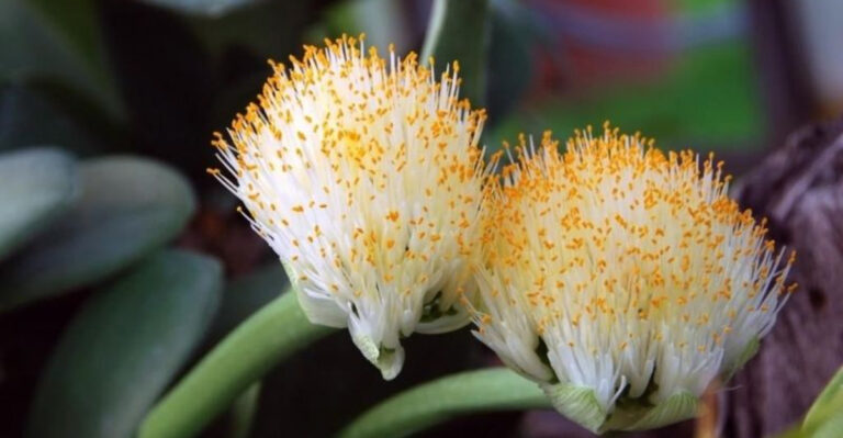 Haemanthus Albiflos (Paintbrush Plant)