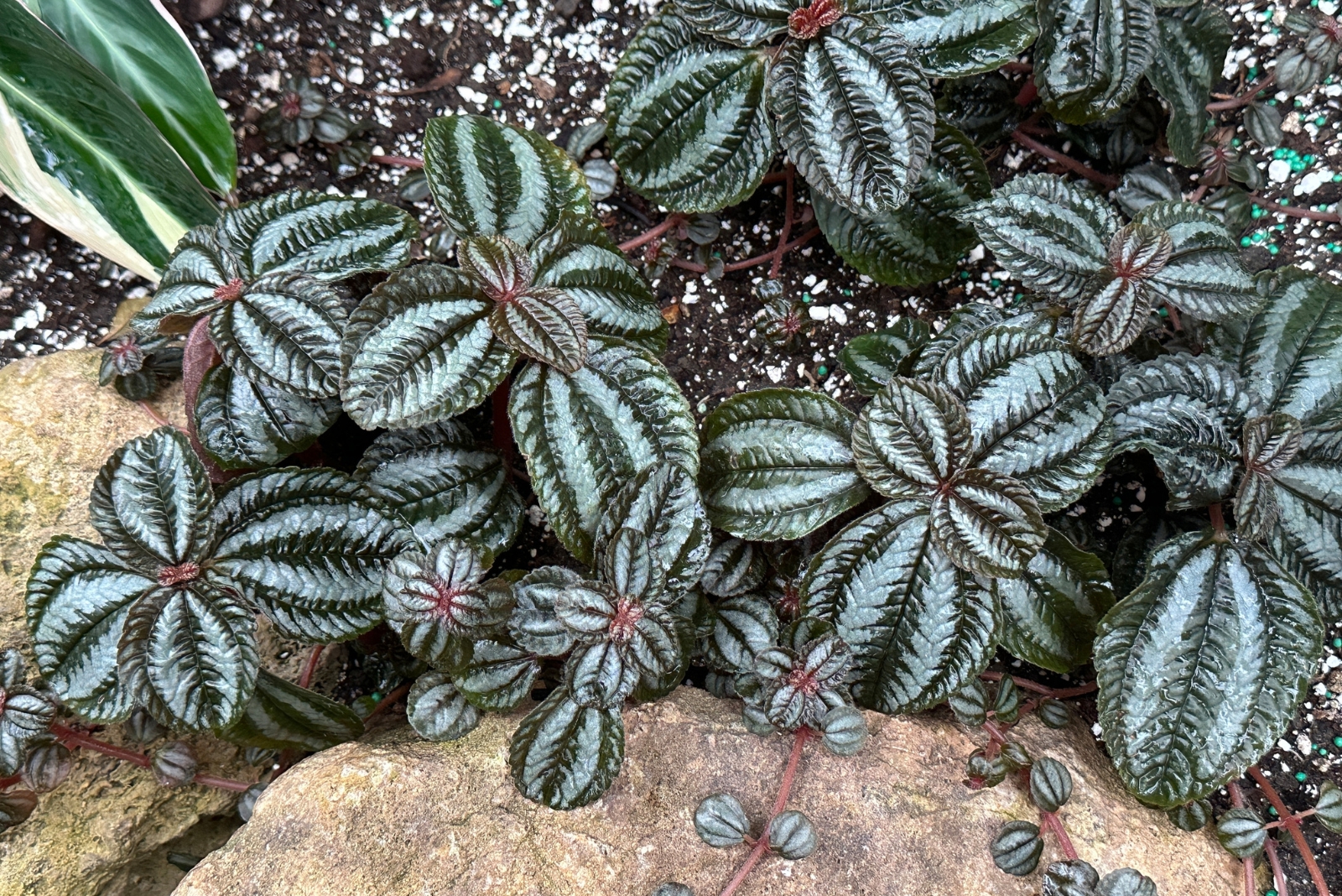 plants (featured image)