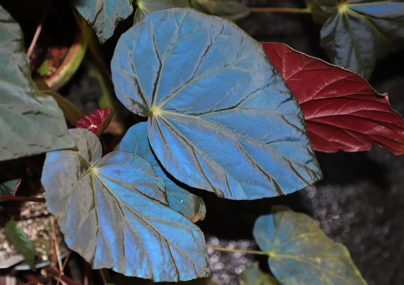 Begonia Pavonina (Peacock Begonia)