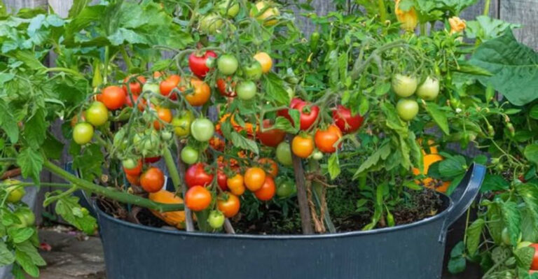 container tomatoes
