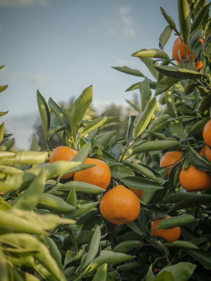 Sun Exposure Directly Affects Flower And Fruit Production