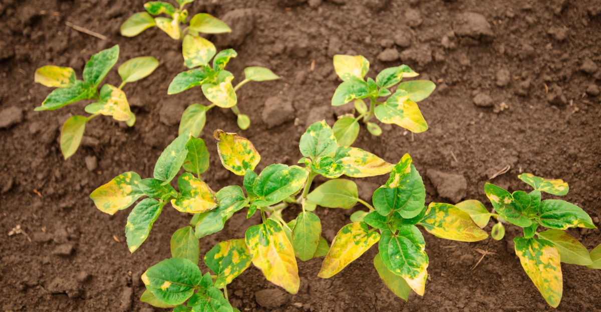 plants (featured image)